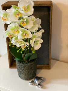 Potted Orchid Cream